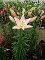 [5123 Party Diamond DJ No02.JPG]